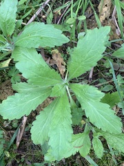 Erigeron sumatrensis