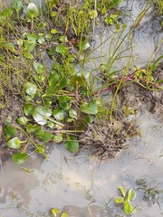 Ornduffia reniformis