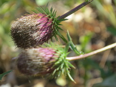 Cirsium andersonii