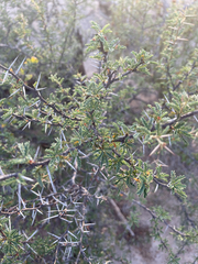 Vachellia farnesiana
