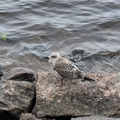 Larus argentatus