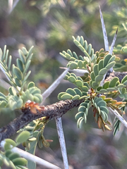 Vachellia farnesiana