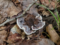 Hydnellum concrescens