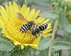 Dianthidium