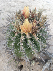 Ferocactus townsendianus