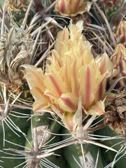 Ferocactus townsendianus