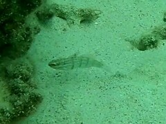 Amblygobius phalaena