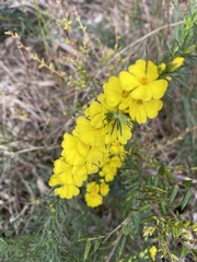 Hibbertia prostrata