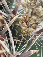 Ferocactus townsendianus