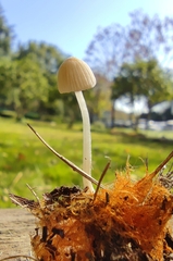 Coprinellus radians