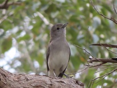 Colluricincla harmonica