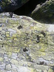 Rhizocarpon