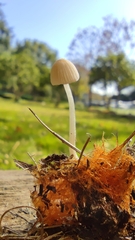 Coprinellus radians