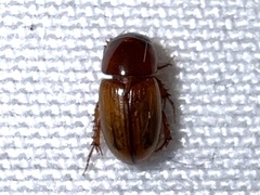 Aphodiinae