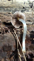 Coprinellus radians