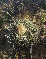 Echinofossulocactus