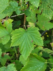 Ribes americanum