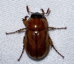 Cyclocephala