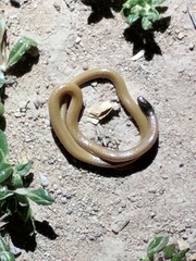 Tantilla nigriceps