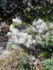 Cladonia stellaris