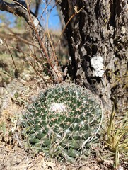 Mammillaria uncinata