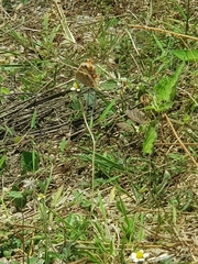 Junonia