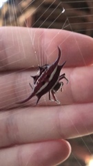 Gasteracantha falcicornis