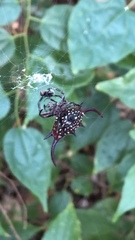 Gasteracantha falcicornis
