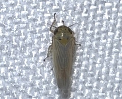 Macrosteles