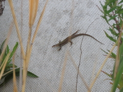 Podarcis siculus