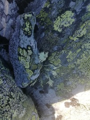 Rhizocarpon