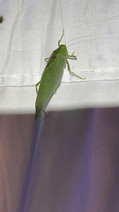 Microcentrum retinerve