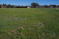 Senecio pinnatifolius latilobus