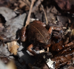 Hypopachus variolosus