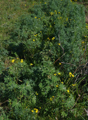 Senecio pinnatifolius latilobus