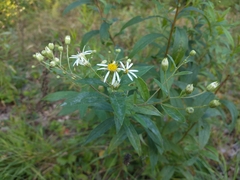 Doellingeria umbellata
