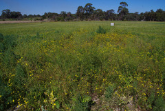 Senecio pinnatifolius latilobus