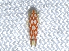 Eratoneura comoides