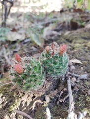 Mammillaria rettigiana