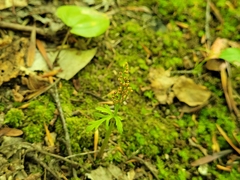 Botrychium angustisegmentum