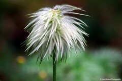 Pulsatilla occidentalis