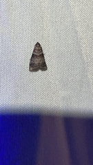 Sciota uvinella