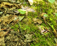 Botrychium angustisegmentum