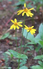 Arnica latifolia