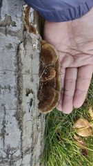 Trametes trogii