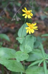 Arnica latifolia