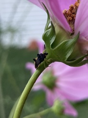 Phymata pennsylvanica