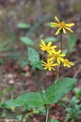 Arnica latifolia