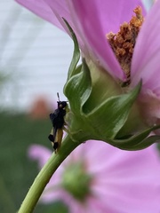 Phymata pennsylvanica