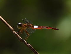 Orchithemis pulcherrima